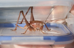 Pediodectes haldemanii