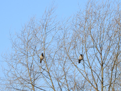 Corvus cornix