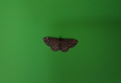 Noctuoidea