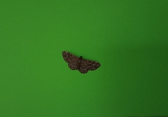 Noctuoidea