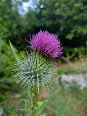 Cirsium vulgare