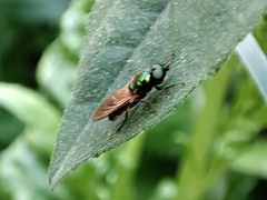 Chloromyia formosa