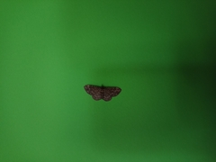 Noctuoidea