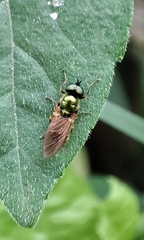Chloromyia formosa