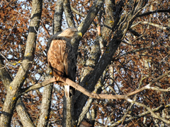 Haliaeetus albicilla