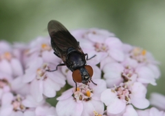 Chrysogaster solstitialis