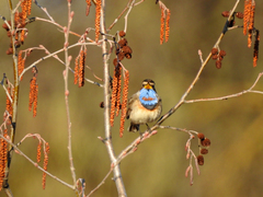 Luscinia svecica