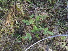 Cullen australasicum