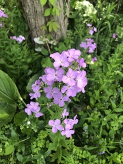 Hesperis matronalis