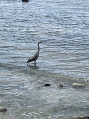 Ardea herodias fannini
