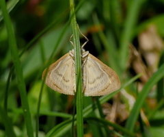 Sitochroa verticalis