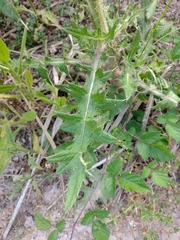 Cirsium vulgare