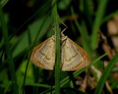 Sitochroa verticalis