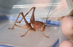 Pediodectes haldemanii