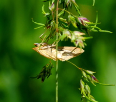 Sitochroa verticalis