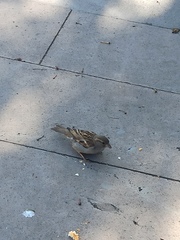 Passer domesticus