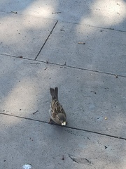 Passer domesticus