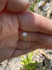 Lachnocaulon