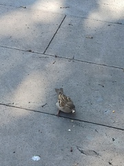 Passer domesticus