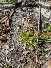 Lachnocaulon
