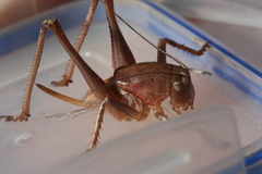 Pediodectes haldemanii