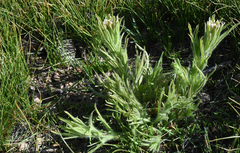 Castilleja pilosa
