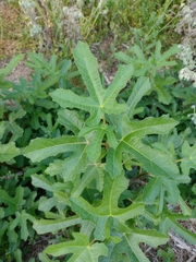 Ficus carica