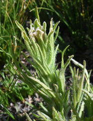 Castilleja pilosa