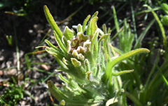 Castilleja pilosa