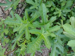 Ficus carica