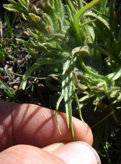 Castilleja pilosa