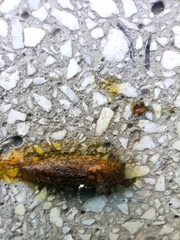Limacus flavus