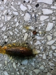 Limacus flavus