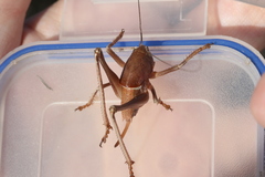 Pediodectes haldemanii