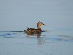 Anas platyrhynchos