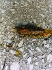 Limacus flavus