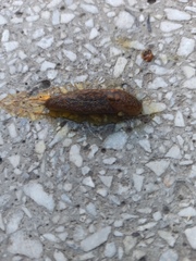 Limacus flavus