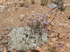Eriogonum kennedyi austromontanum