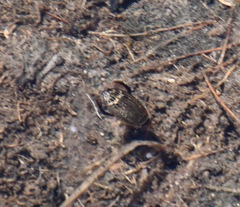 Acilius abbreviatus