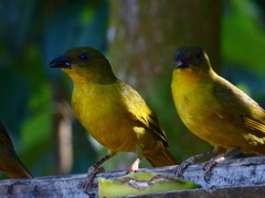 Orthogonys chloricterus