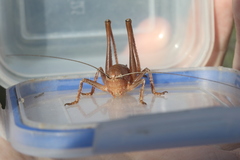 Pediodectes haldemanii