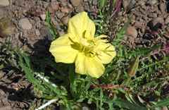 Oenothera flava
