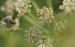 Riponnensia splendens