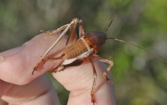 Pediodectes haldemanii