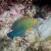 Shortnose Wrasse - Photo (c) 104623964081378888743, some rights reserved (CC BY-NC), uploaded by David R