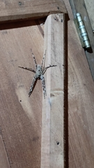 Enoploctenus cyclothorax