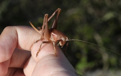 Pediodectes haldemanii