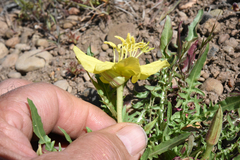 Oenothera flava