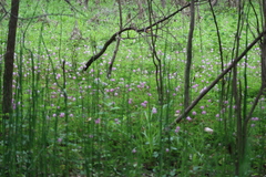 Mimosa microphylla