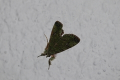 Neophaenis
